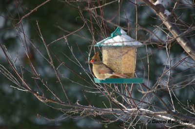 Cardinal rouge femelle