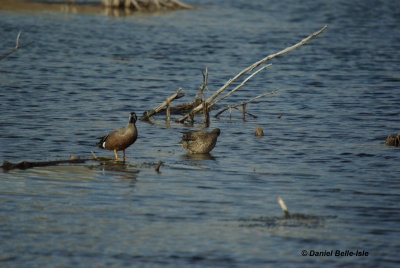 Sarcelle  ailes bleues