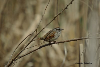 Bruant des marais