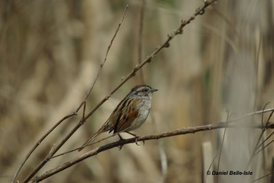 Bruant des marais