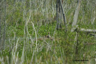 Gruiformes