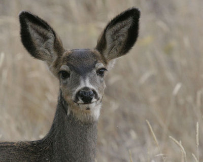 Mule Deer