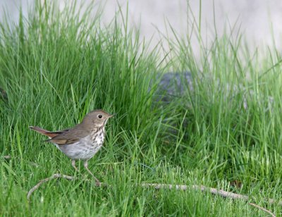 Hermit Thrush