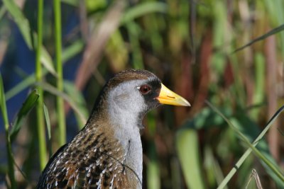 sora_rails_cranes_coots