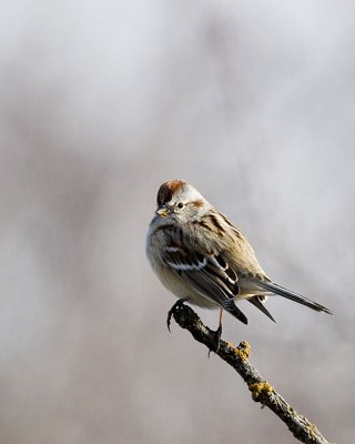 American Tree Sparrow