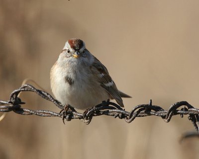 American Tree Sparrow