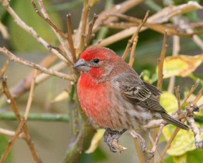House Finch