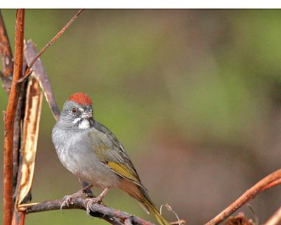 Green-tailed Towhee