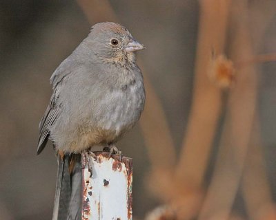 Canyon Towhee