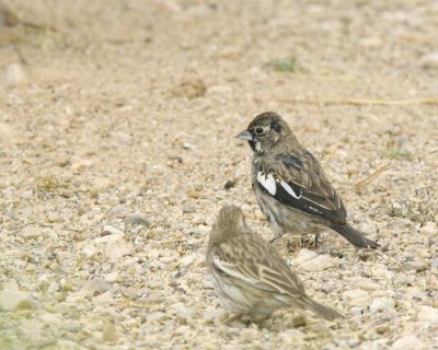 Lark Bunting, pair
