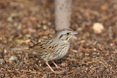 Lincoln Sparrow