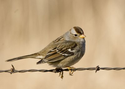 White-crowned Sparrow, Juv.