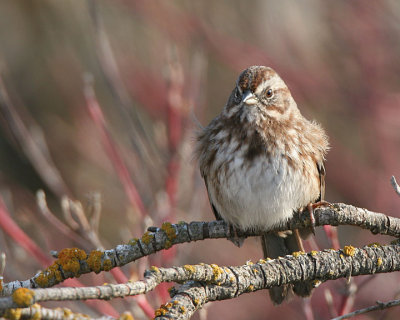 Song Sparrow