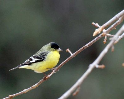 Lesser Goldfinch