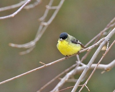 Lesser Goldfinch