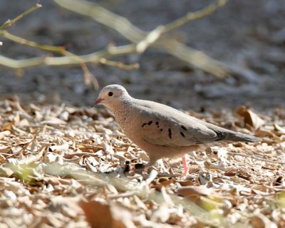 Ruddy Ground Dove