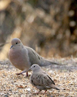 Two doves