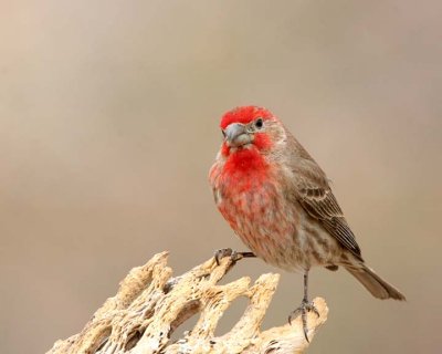 House Finch