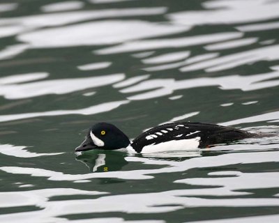 Barrow's Goldeneye