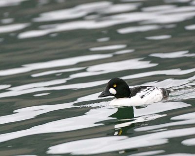 Common Goldeneye