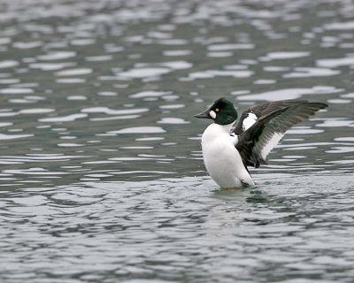 Common Goldeneye