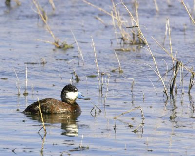 Ruddy Duck