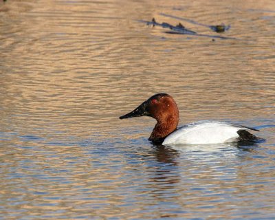 Canvasback