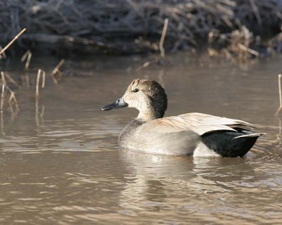 Gadwall