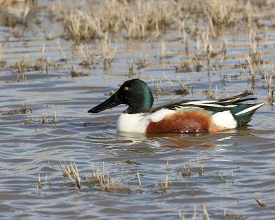 Northern Shoveler