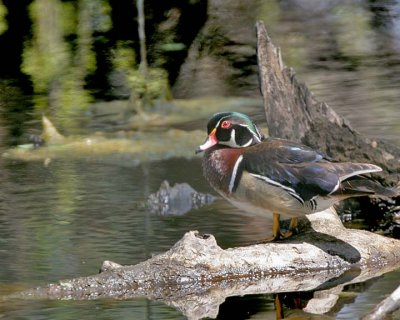 Wood Duck