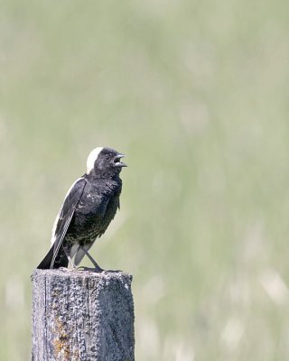Bobolink