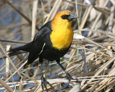 Yellow-headed Blackbird
