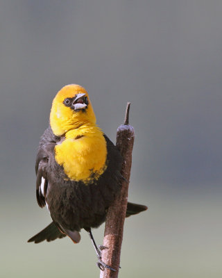 Yellow-headed Blackbird