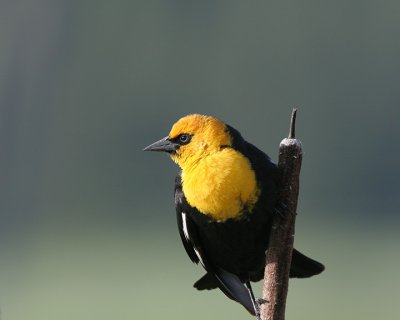 Yellow-headed Blackbird