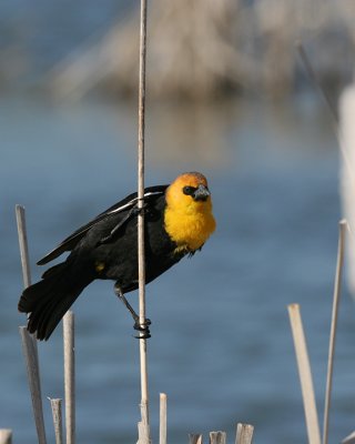 Yellow-headed Blackbird