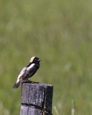 Bobolink