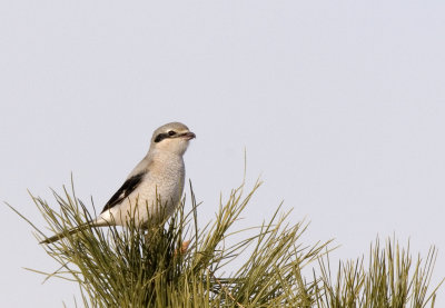 Nothern Shrike, juv.