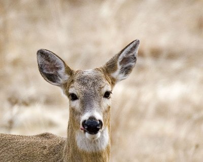 Whiite-tailed Deer