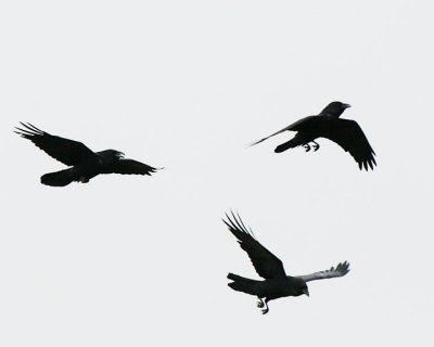 Three Ravens