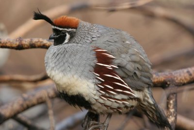 Gambel's Quail