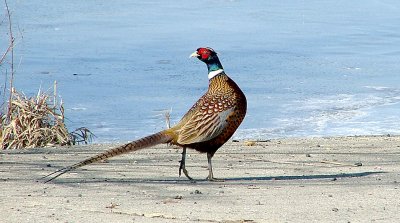 Ring-necked Pheasant