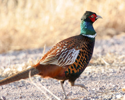 Ring-necked Pheasant
