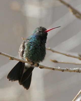 Brroad-billed Hummingbird