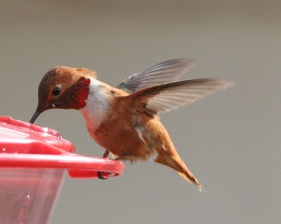 Rufas Hummingbird