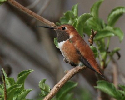 Rufous Hummingbird