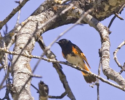 American Redstart