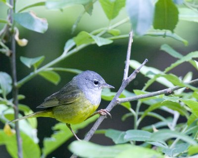 Macgillivary's Warbler