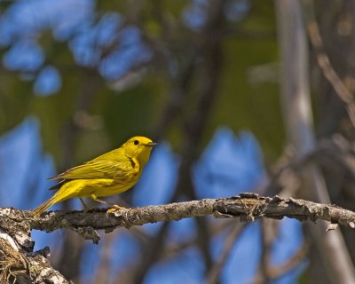 Yellow Warbler