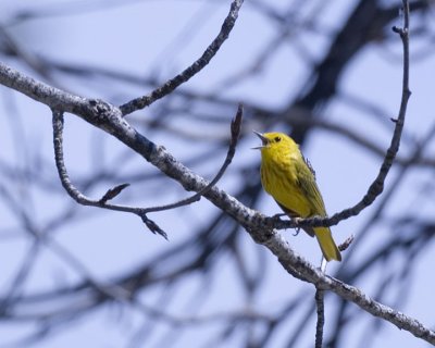 Yellow Warbler