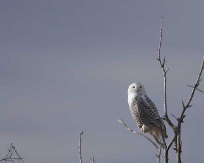 Snowy Owl